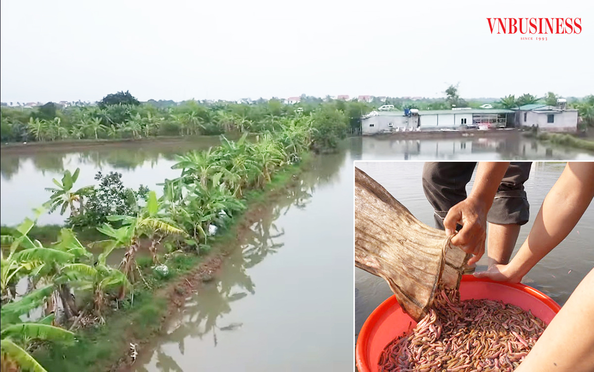 Từ vựa lúa, đầm rươi tiền tỷ đến vùng nuôi thủy sản triệu đô ở Hải Dương
