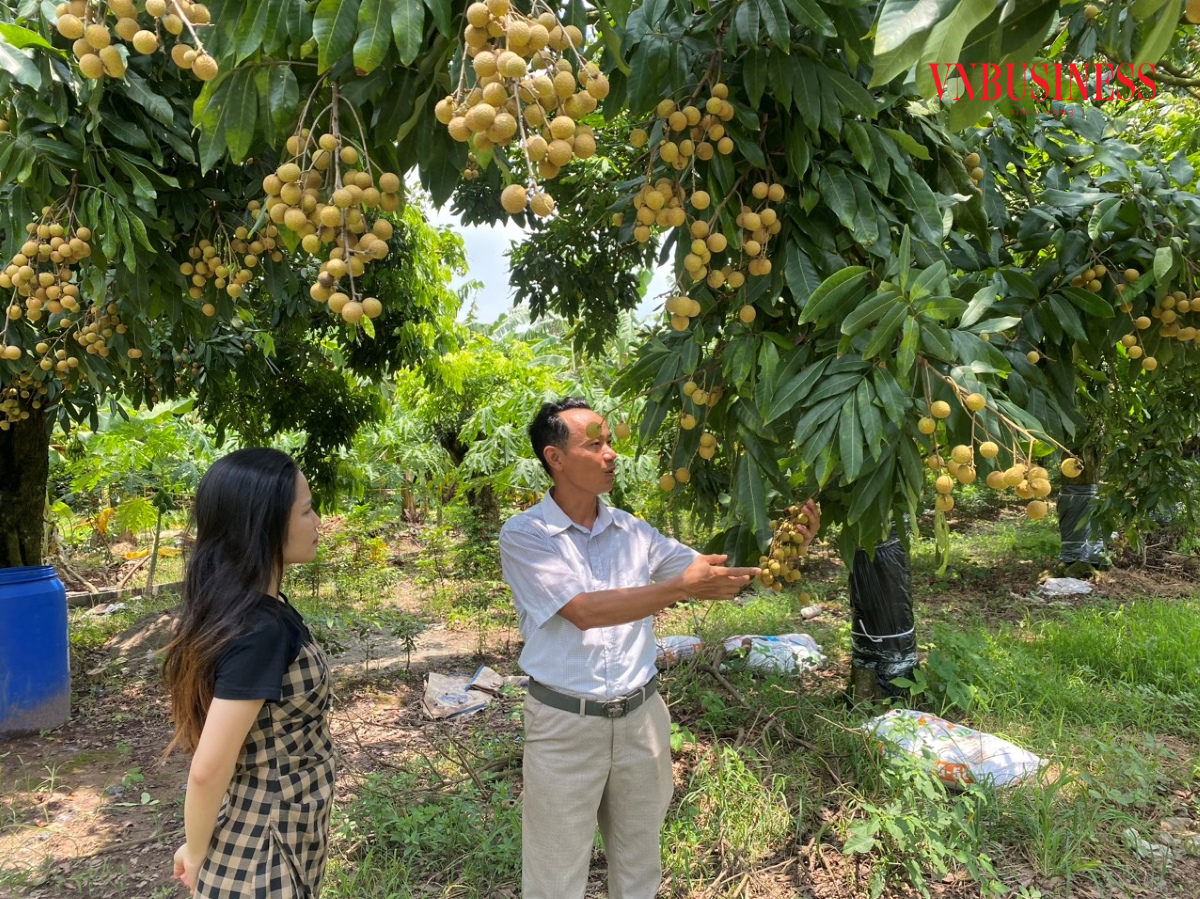 Nhãn GAP vừa sai vừa ngọt, nông dân Hưng Yên chờ mùa 'hái ra tiền'