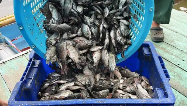 Chính phủ Thái Lan mua cá rô phi đen ngoại lai từ ngày 1 tháng 8