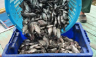Chính phủ Thái Lan mua cá rô phi đen ngoại lai từ ngày 1 tháng 8