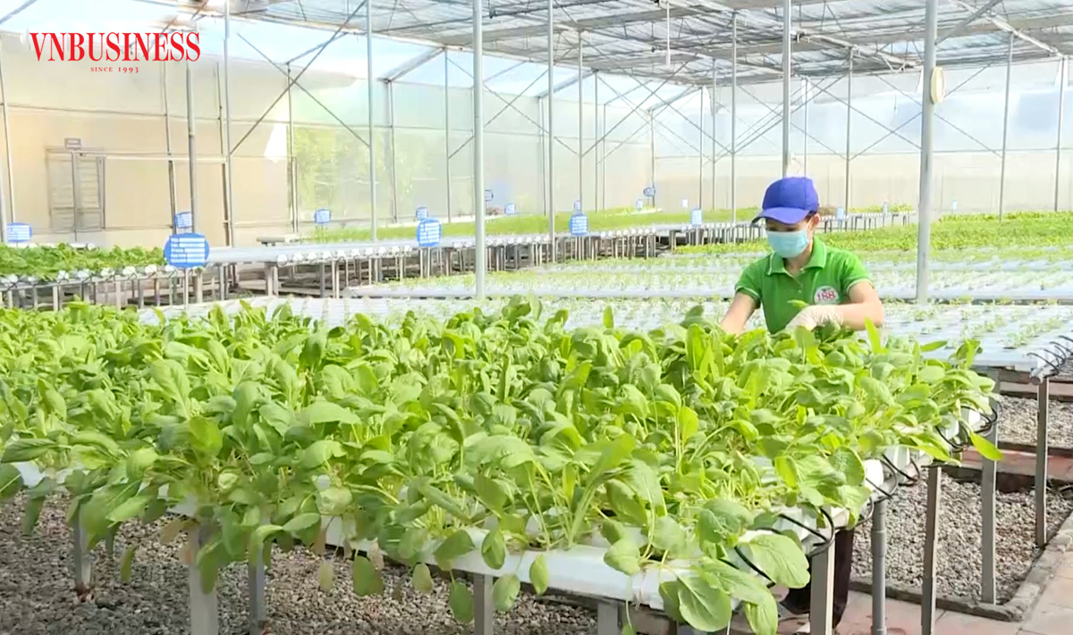 Đua khởi nghiệp làm giàu, thu tiền tỷ từ nông nghiệp sạch trên vùng 'đất mỏ'
