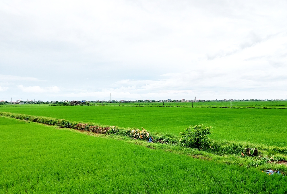 Từ 1/8, đất nông nghiệp bỏ hoang sẽ bị Nhà nước thu hồi