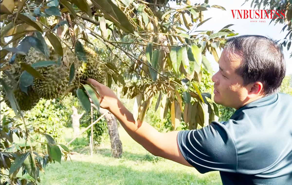 Trồng sầu riêng thắng lớn, nông dân huyện miền núi ở Khánh Hòa dự kiến chia nhau hơn 1.000 tỷ đồng