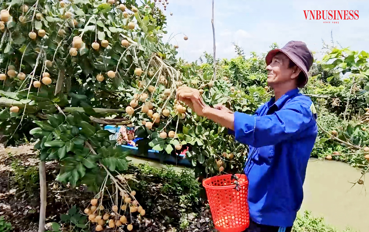 'Bắt' thanh nhãn cho quả chín sớm, nông dân Cần Thơ thắng lớn nhờ 'liều ăn nhiều'
