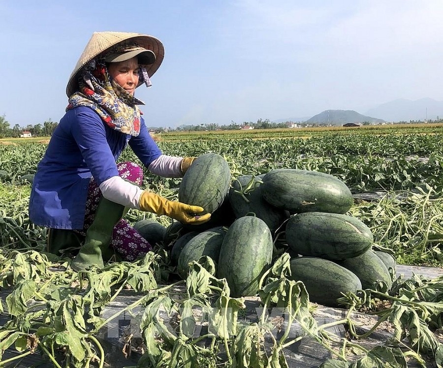 Xuất khẩu nông sản: Gian nan ‘visa’ xuất ngoại
