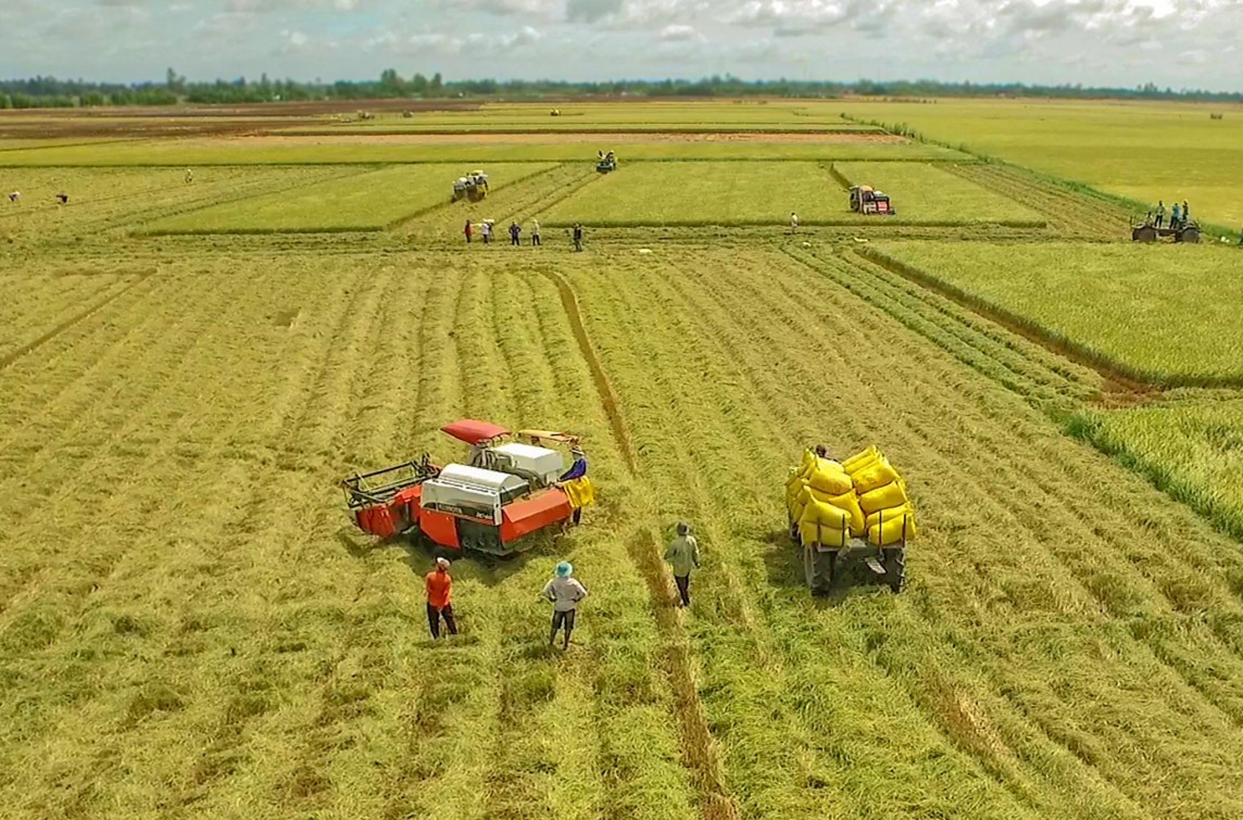 Thu hút HTX nâng giá trị hạt gạo từ chuyên canh lúa chất lượng cao