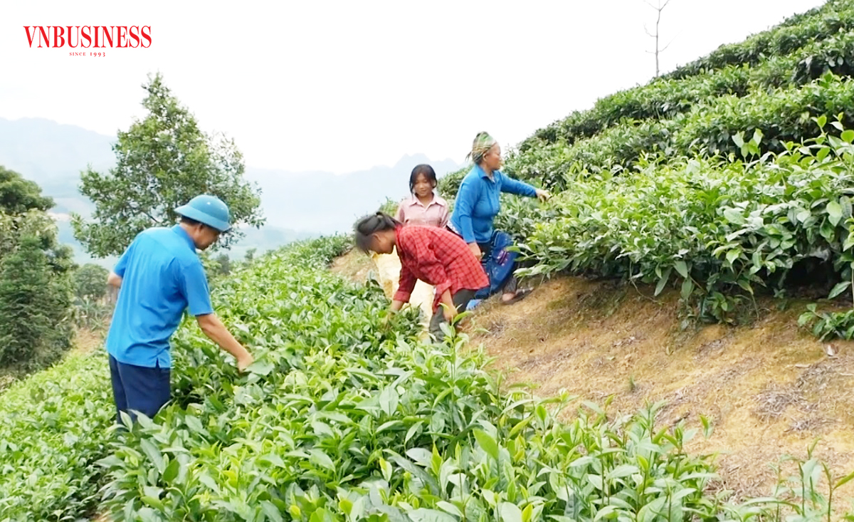 Từ những 'triệu phú chân đất' đến chuyện thúc đẩy nông nghiệp hàng hóa ở vùng biên Mường Khương