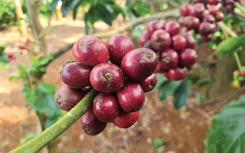 Tăng 1.400 đồng/kg, giá cà phê được dự báo sẽ tiếp tục được đẩy lên