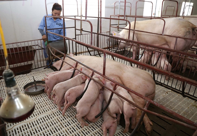 Chăn nuôi vẫn khó tứ bề, 'không gian' sản xuất ngày càng thu hẹp