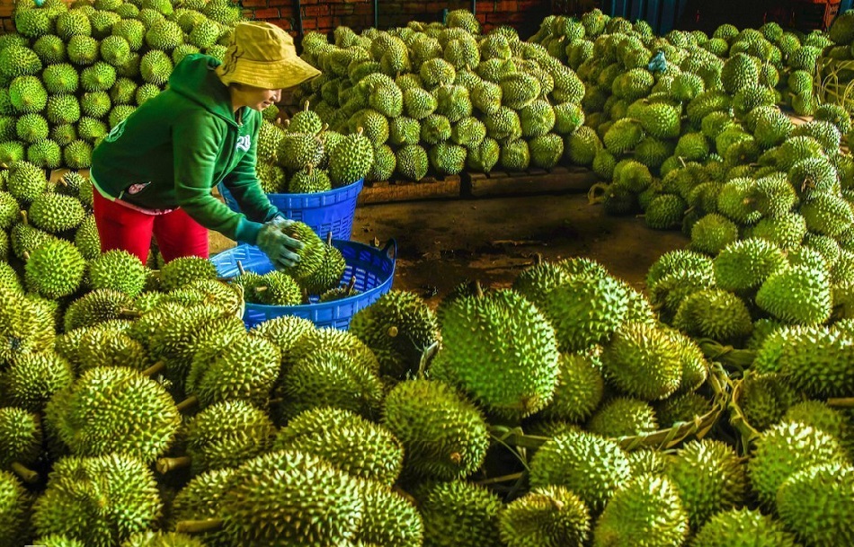 Xuất khẩu chính ngạch dừa tươi, sầu riêng đông lạnh, cá sấu sang Trung Quốc
