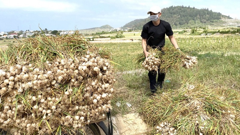 Loại gia vị nổi tiếng được trồng ở Lý Sơn 'được mùa, được giá', người dân thu gần nửa tỷ đồng mỗi hecta