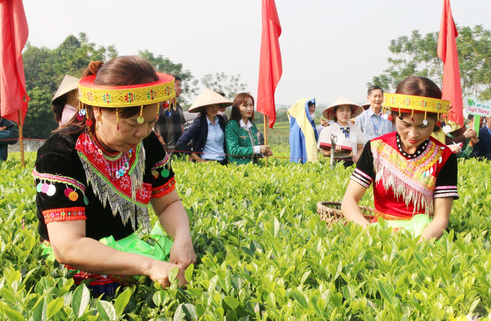 Tìm 'chìa khóa mở cửa làm giàu' cho nông dân, HTX ở xứ sở chè