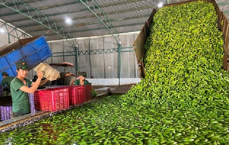 Loại 'quả quê' vạn người mê của Việt Nam giữ ngôi vương tại thị trường Trung Quốc
