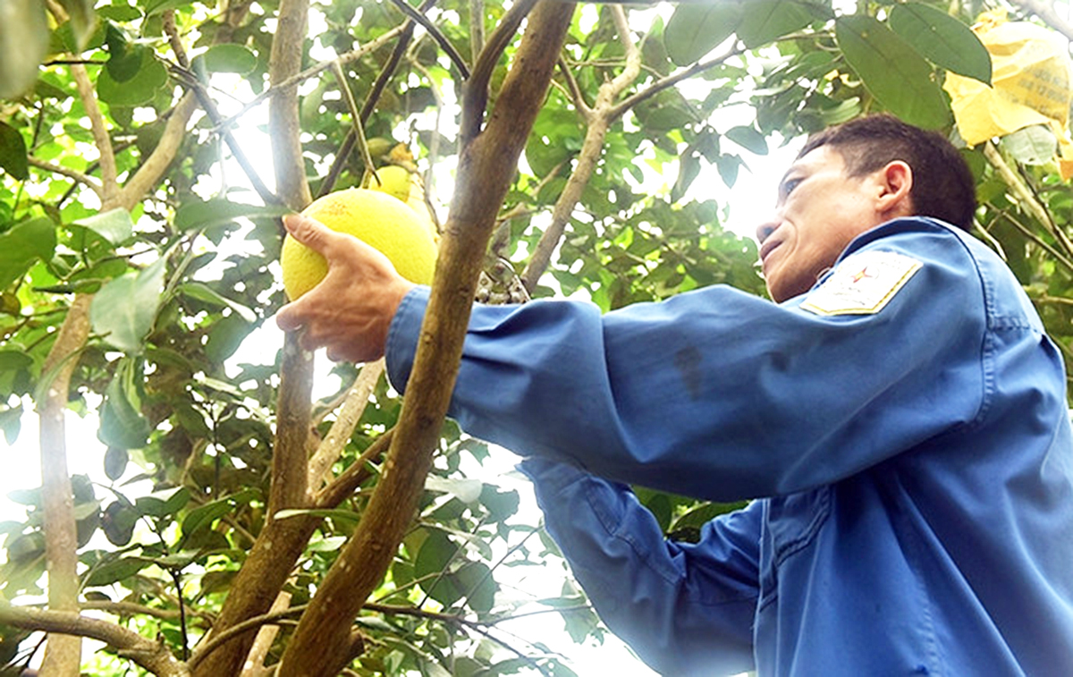 Loại 'siêu trái cây' giúp nông dân một huyện ở Hà Tĩnh bỏ túi hơn 600 tỷ đồng