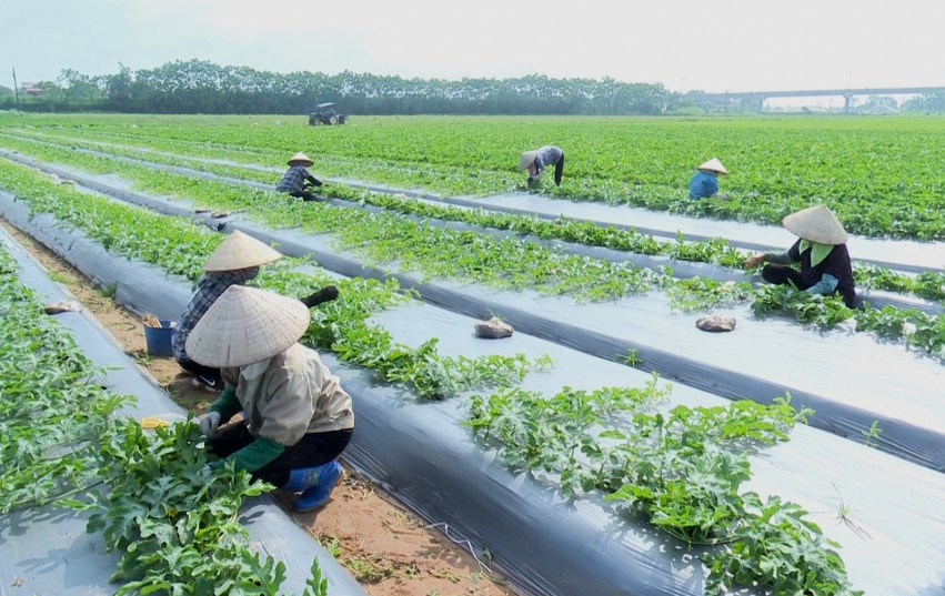 Phát triển nông nghiệp hữu cơ cần những 'mắt xích' liên kết chặt chẽ