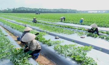 Phát triển nông nghiệp hữu cơ cần những &#039;mắt xích&#039; liên kết chặt chẽ