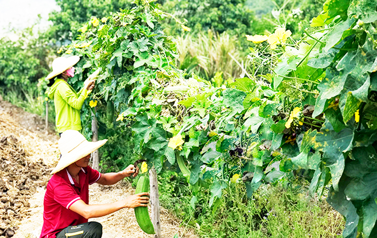Nông dân Khánh Hòa làm du lịch hút khách nội, khách ngoại cũng ùn ùn kéo đến