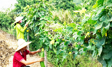 Nông dân Khánh Hòa làm du lịch hút khách nội, khách ngoại cũng ùn ùn kéo đến