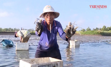 Thu trăm triệu từ những mô hình từng &#039;chỉ đủ ăn&#039; ở U Minh Thượng