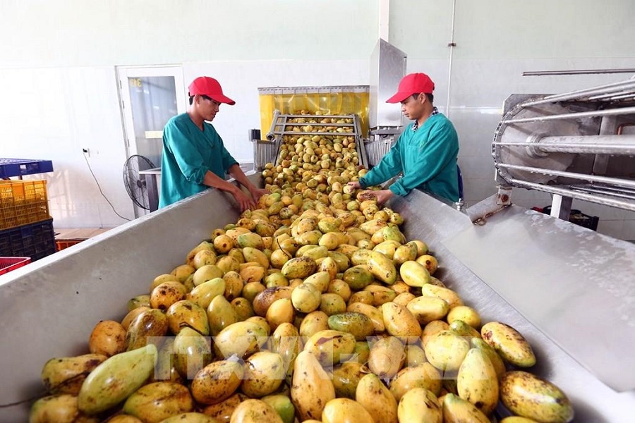 Việt Nam xuất khẩu nước trái cây sang 'đế chế' trái cây