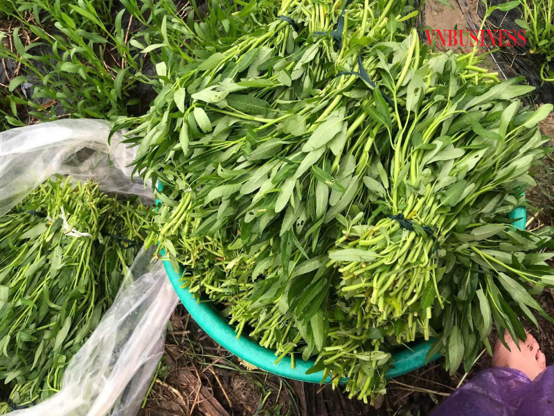 Suy giảm nguồn cung do mưa bão, giá rau củ quả tại các chợ truyền thống tăng mạnh