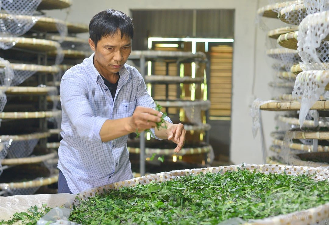 'Gỡ rối' để HTX tơ lụa vươn tầm xuất khẩu