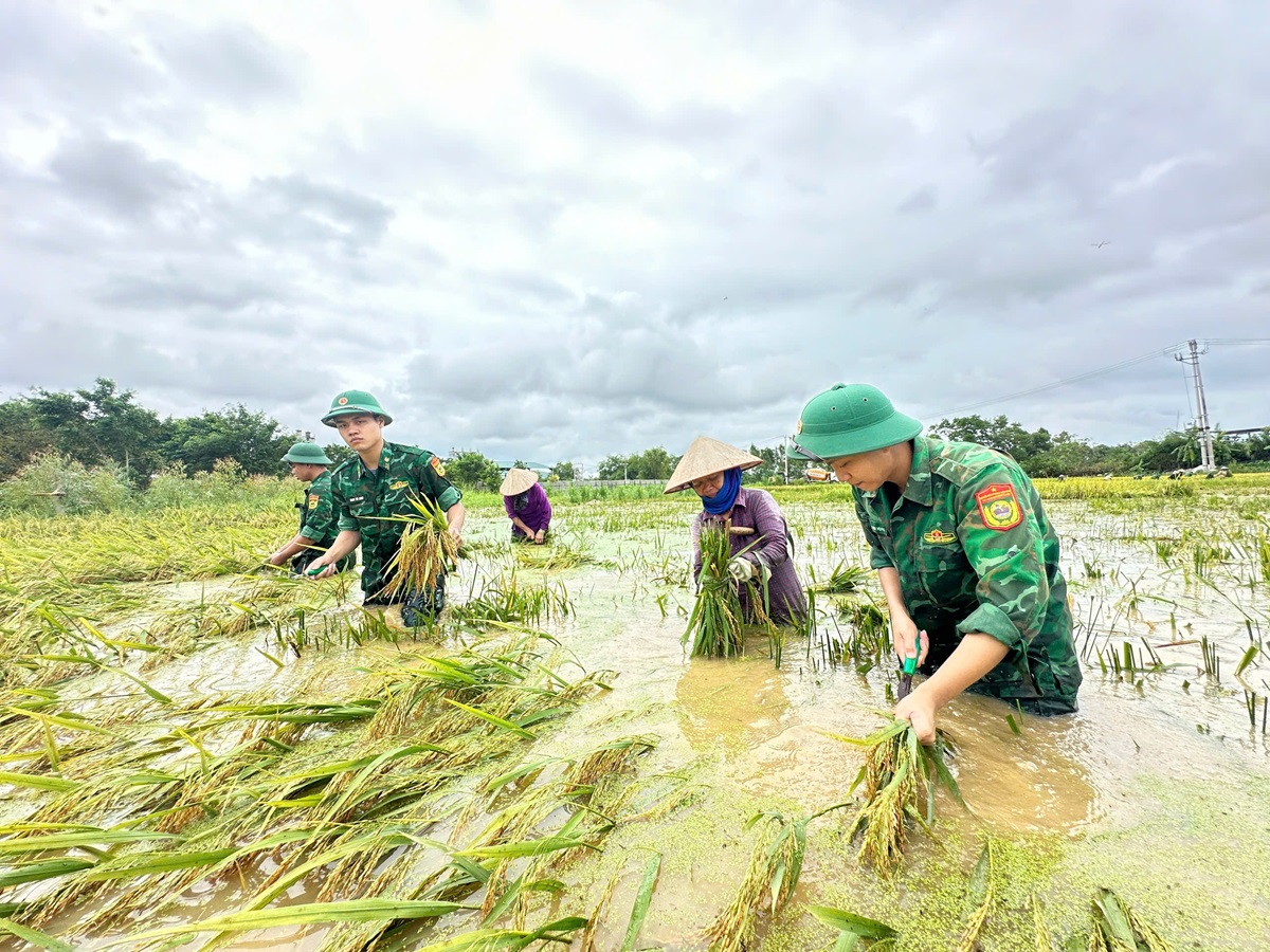Nông dân, HTX nỗ lực ổn định sản xuất nông nghiệp sau thiên tai