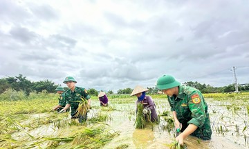 Nông dân, HTX nỗ lực ổn định sản xuất nông nghiệp sau thiên tai