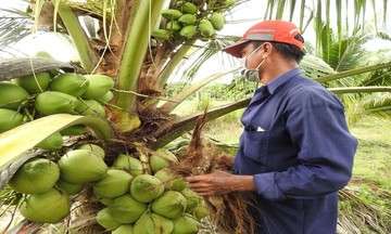 Xuất khẩu dừa tươi sang thị trường &#039;tỷ dân&#039;: Vùng trồng và doanh nghiệp đã sẵn sàng?