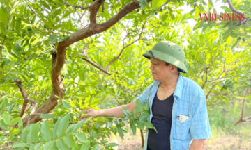 Nông dân Đông Dư trồng ổi ngon, rau gia vị sạch bán quanh năm, ngày càng khấm khá