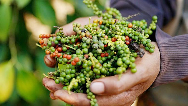Giá tiêu giữ mức 156.000 đồng/kg, vụ thu hoạch mới có thể chậm lại