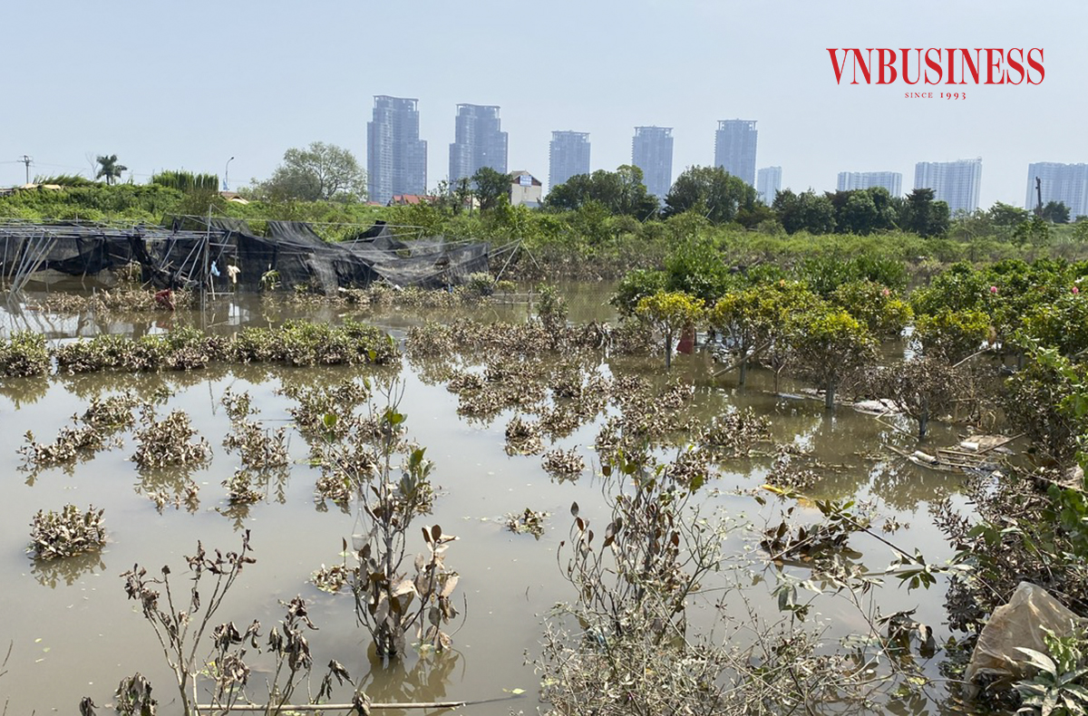 Các HTX ở Văn Giang điêu đứng khi bão số 3 nhấn chìm hàng trăm ha cây cảnh trong biển nước