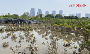 Các HTX ở Văn Giang điêu đứng khi bão số 3 nhấn chìm hàng trăm ha cây cảnh trong biển nước