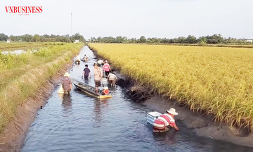 &#039;Hướng đi bạc tỷ&#039; từ mô hình tôm, cua sinh thái ở Cà Mau