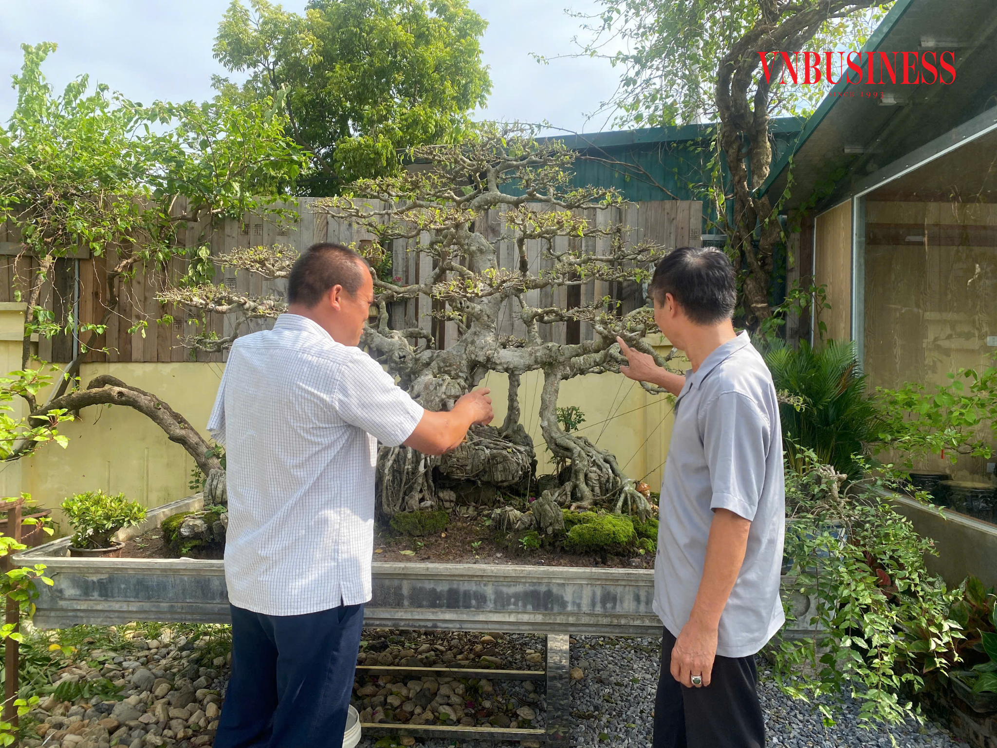 Về Đông Anh xem nông dân khéo léo tạo kiểng, bán cây cảnh online thu lời gấp bội