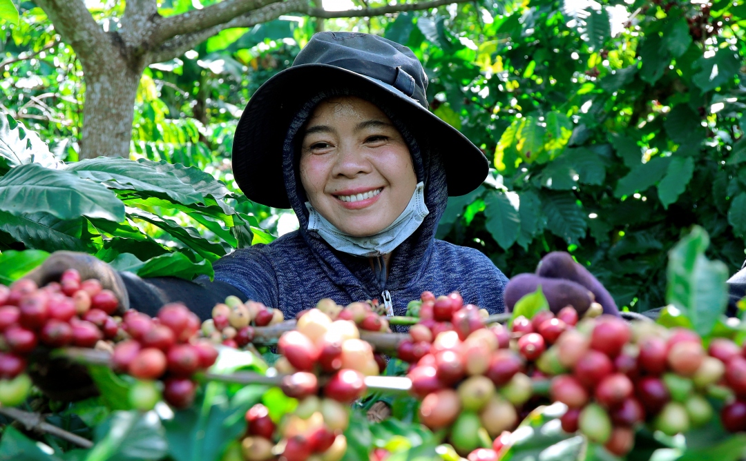 Giao dịch trầm lắng, giá cà phê nhích nhẹ 200 đồng/kg