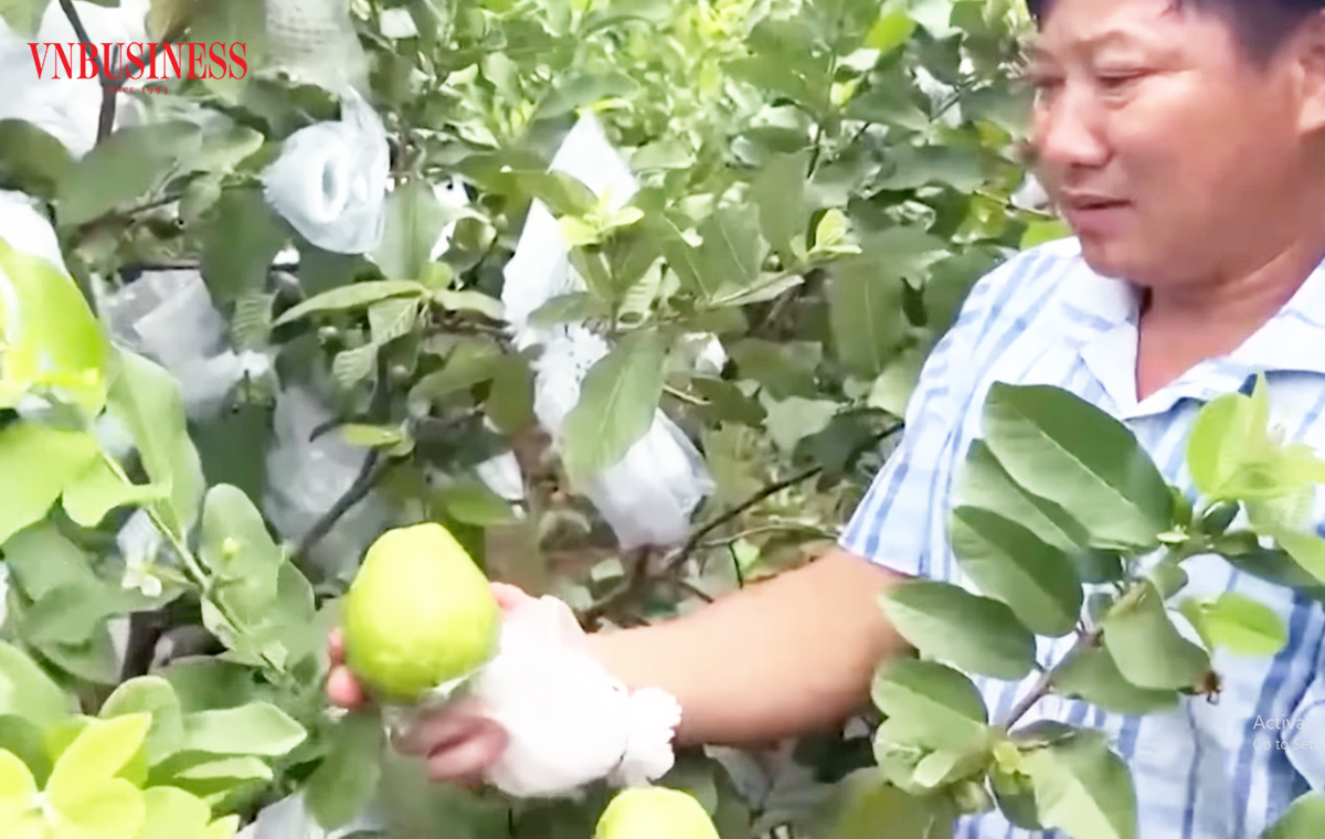 Miền quê xứ Thanh liên tục phất lên nhờ những cây trồng 'nhỏ mà có võ'