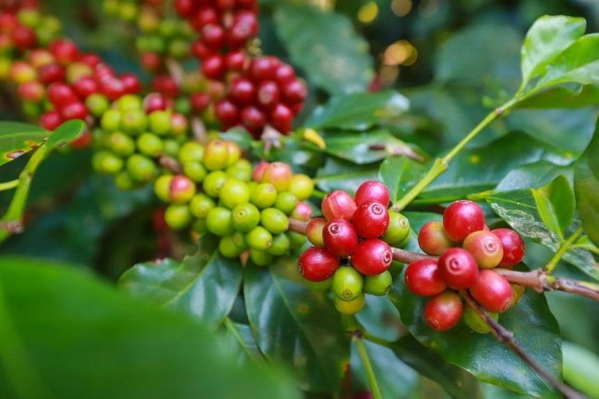 Cà phê đồng loạt giảm 1.500 đồng/kg, thị trường trầm lắng