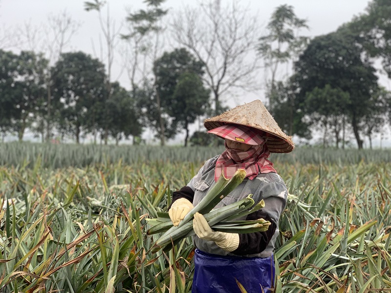 Lần đầu tiên Việt Nam sản xuất thành công tơ, sợi, vải sinh thái từ một loại phế phẩm nông sản