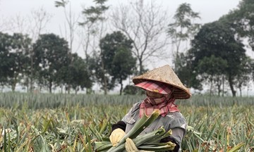 Lần đầu tiên Việt Nam sản xuất thành công tơ, sợi, vải sinh thái từ một loại phế phẩm nông sản