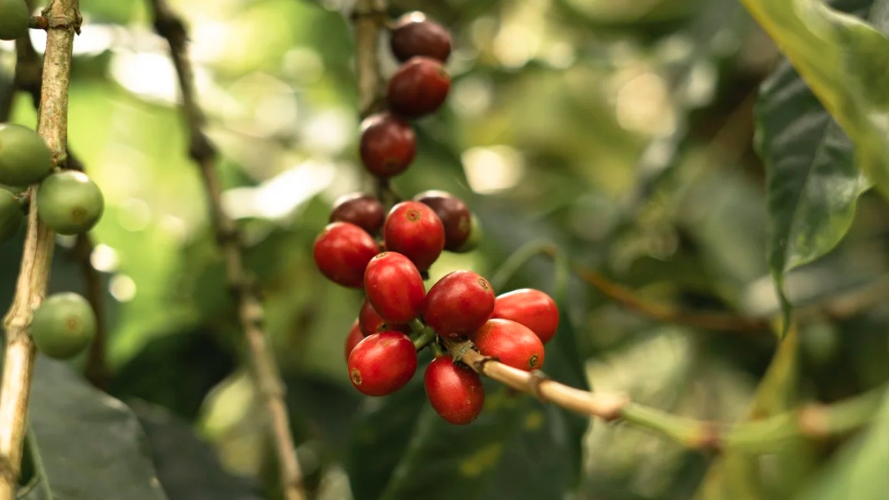 Cơn sốt giá cà phê Robusta Việt Nam và tác động thị trường