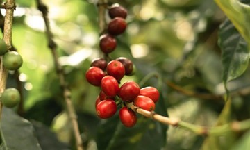 Cơn sốt giá cà phê Robusta Việt Nam và tác động thị trường