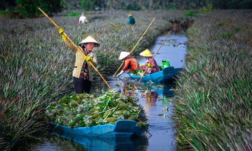 Quy hoạch vùng nguyên liệu, nâng chất hệ thống cung ứng thực phẩm