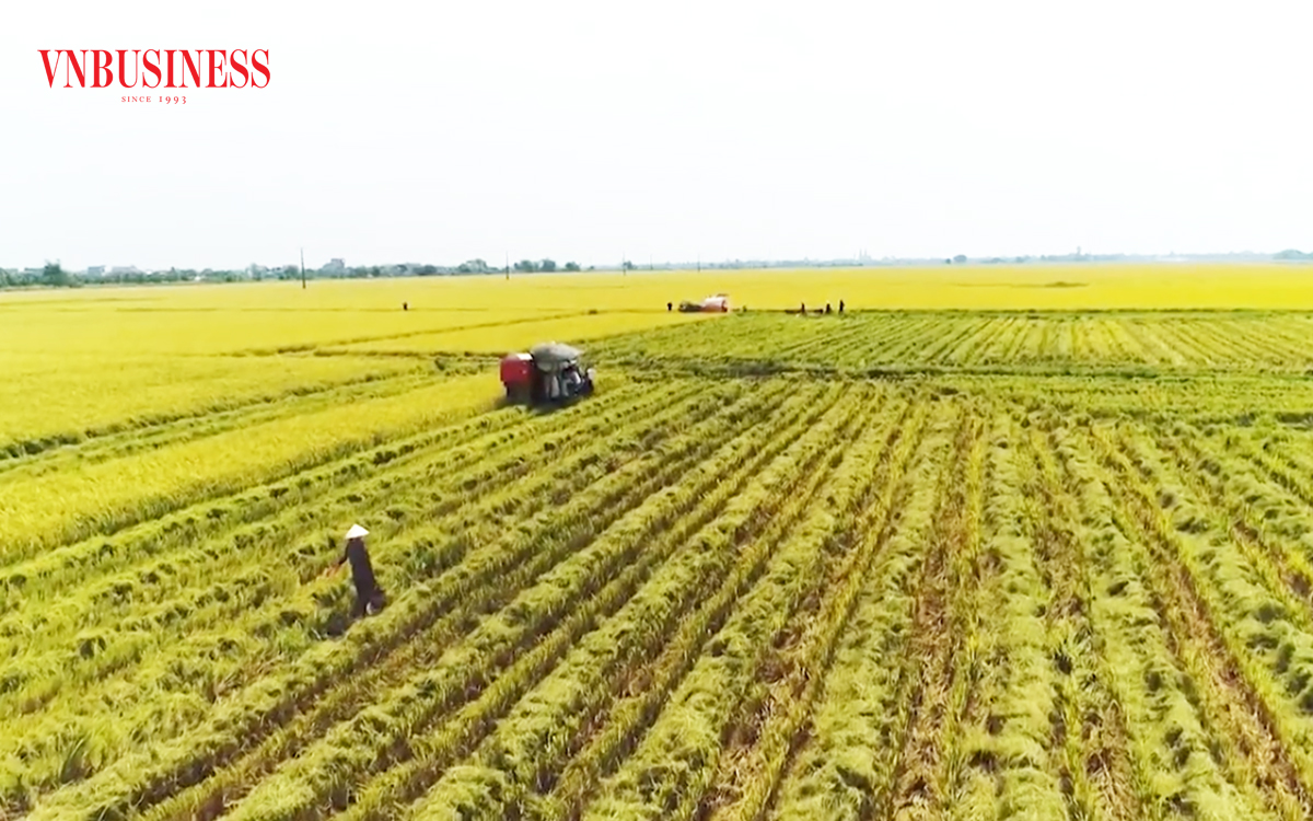 'Công thức làm giàu' giữa bão hạn mặn của nông dân Đồng Tháp