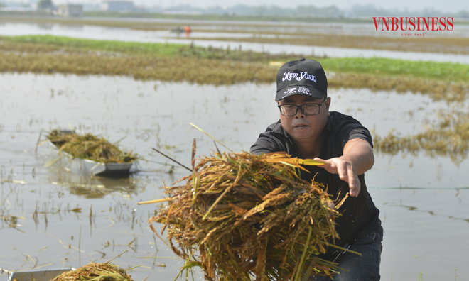 <p class="Normal">
Ông Bùi Tiến Hùng &lpar;xã Mỹ Lương, Chương Mỹ, Hà Nội&rpar; cho biết, nhà ông có gần 1 mẫu ruộng thì có đến hơn 8 sào bị ngập nước. "Nước ngập trắng đồng khiến nhà tôi phải gặt lúa non để vớt vát được chút nào hay chút đó, nước rút dần nên phải thu hoạch, nếu để thêm sẽ mất trắng", ông Tiến chia sẻ.</p><p> </p>