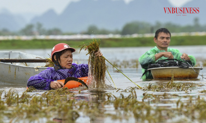 <p class="Normal">
Tại những vị trí ngập sâu, người dân phải dùng thuyền tôn, áo phao để đảm bảo an toàn trong quá trình cắt và vận chuyển lúa.</p><p> </p>