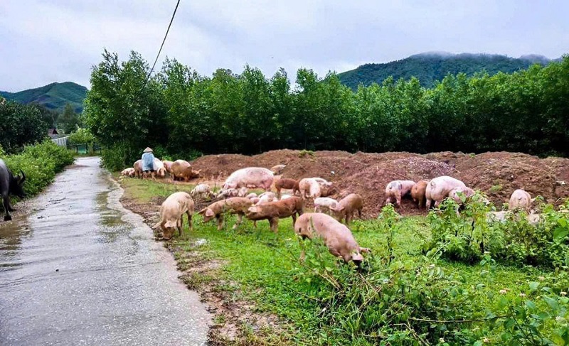 Lợn hơi tiếp đà tăng giá sau bão lũ, hộ chăn nuôi vẫn đối diện những cảnh báo thua lỗ