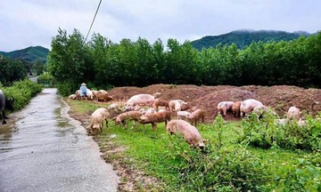 Lợn hơi tiếp đà tăng giá sau bão lũ, hộ chăn nuôi vẫn đối diện những cảnh báo thua lỗ