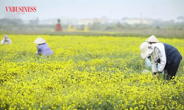 Về &#039;làng dược liệu&#039; nghìn năm tuổi độc nhất xứ Bắc, xem nông dân đua làm giàu thu bạc tỷ