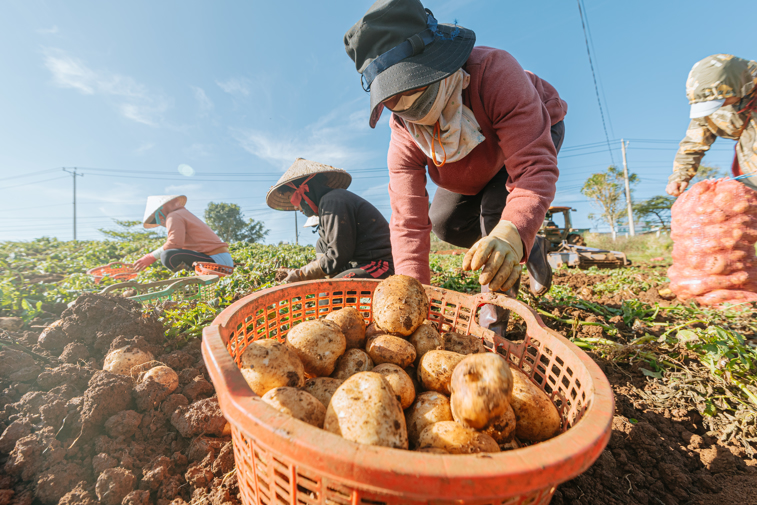 Nông sản Trung Quốc 'đội lốt' Đà Lạt: Bao giờ hết cảnh 'đánh lận con đen'?